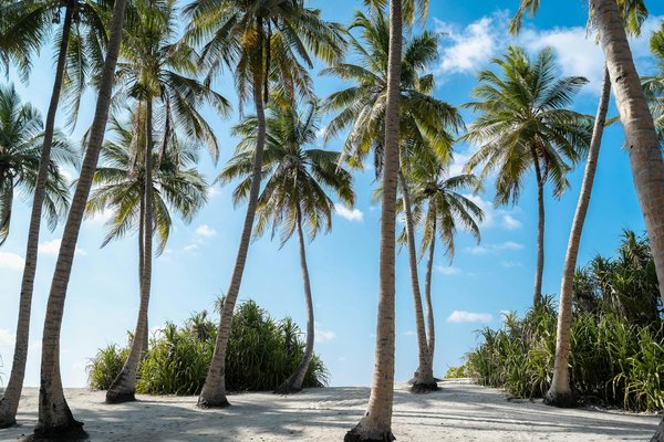 Les top 10 croisières dans le monde d'après les avis des voyageurs